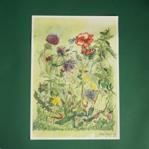 Srtryk: Akvarel - Vild Have