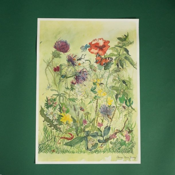 S�rtryk: Akvarel - Vild Have