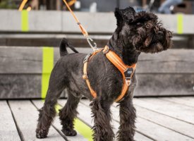 SELER, LINER & HALSBÅND