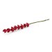 Cerise