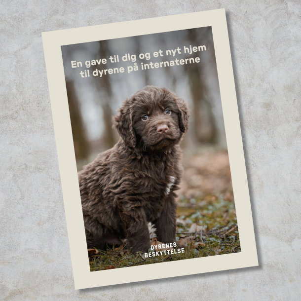 Donationsbevis 350 kr. - hj�lp til dyrene p� internaterne