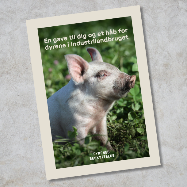 Donationsbevis 350 kr. - hj�lp til dyrene i industrilandbruget