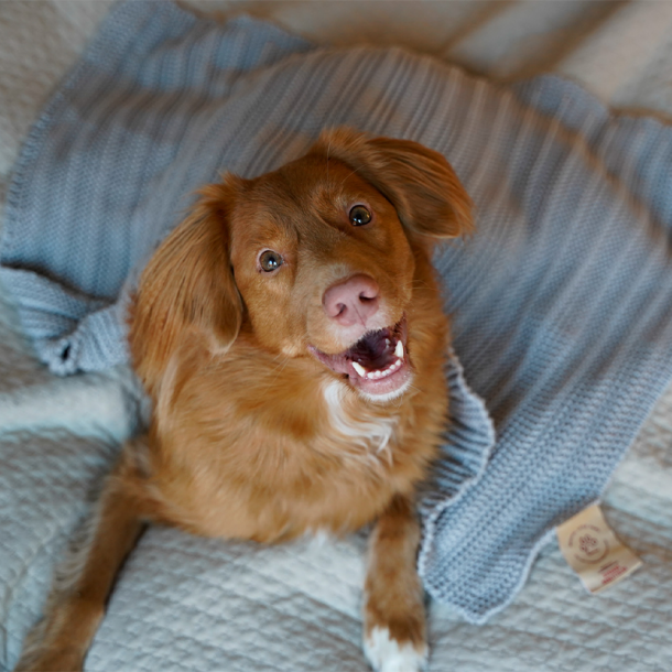 Mindful Little Paws - Beroligende tppe