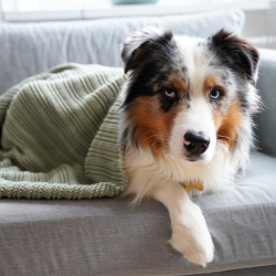 Mindful Little Paws - Beroligende tppe