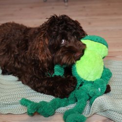 Fr� knudebamse L/XL