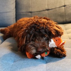 R�v knudebamse S/M