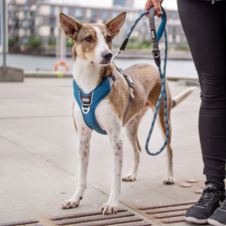 Sele Comfort Walk Pro (flere farver)