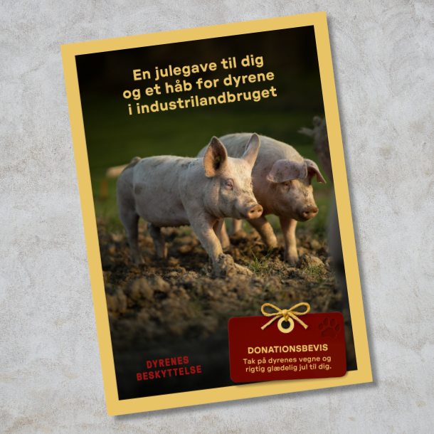 Donationsbevis 500 kr. - hj�lp til dyrene i industrilandbruget