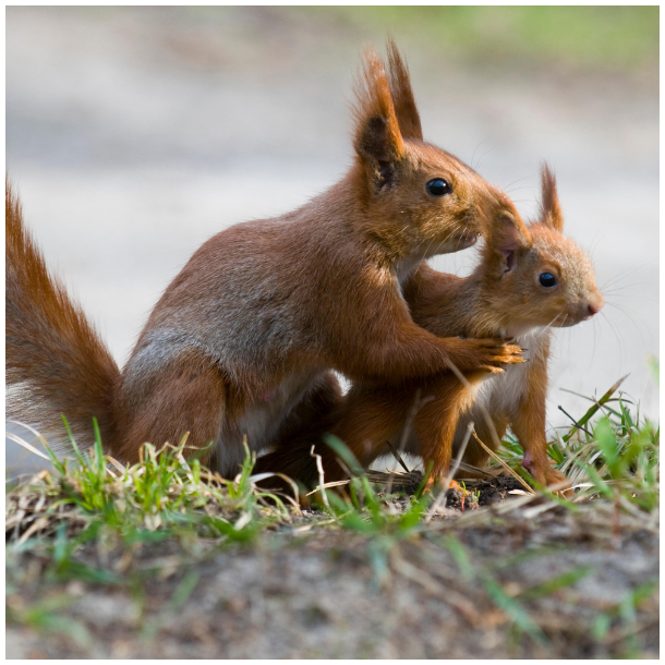 Mors Dags donationsbevis 200 kr. - hj�lp til Danmarks vilde dyr