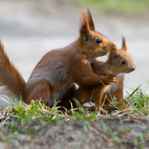 Mors Dags donationsbevis 100 kr. - hj�lp til Danmarks vilde dyr