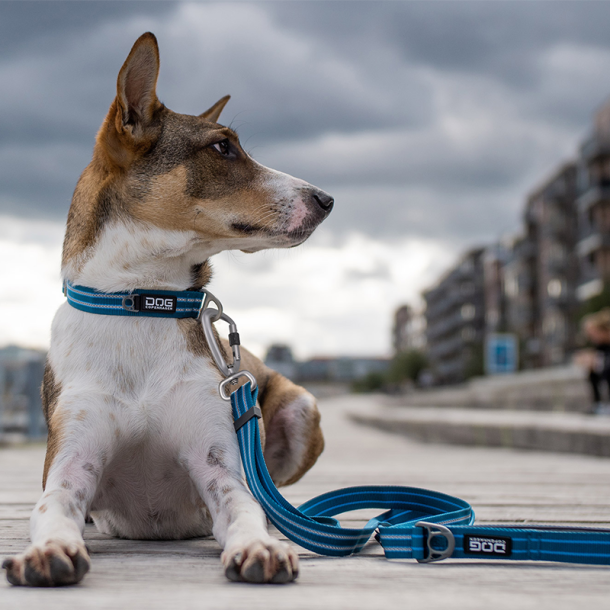 Halsbnd Urban Style (flere farver)