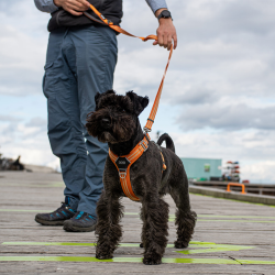 Line Urban Freestyle (flere farver)