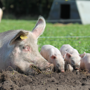 Mors Dags donationsbevis 100 kr. - hj�lp til dyrene i industrilandbruget