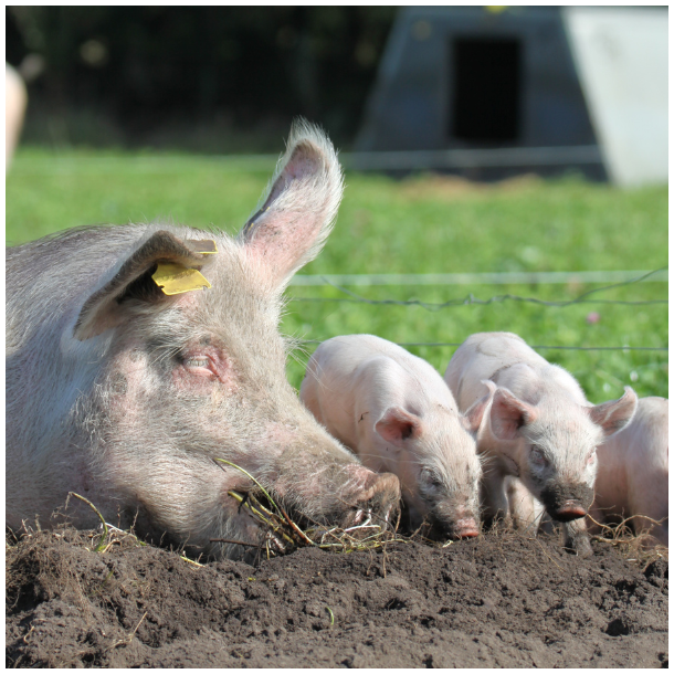 Mors Dags donationsbevis 200 kr. - hj�lp til dyrene i industrilandbruget