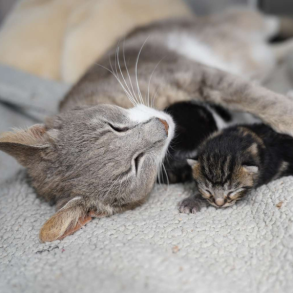 Mors Dags donationsbevis 100 kr. - hj�lp til dyrene p� internaterne