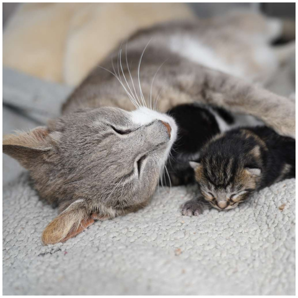 Mors Dags donationsbevis 400 kr. - hj�lp til dyrene p� internaterne