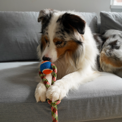 Ropeknot med tennisbold