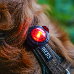 Sikkerhedslys til dit kledyr