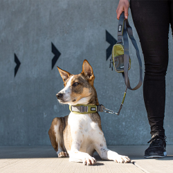 Halsbnd Urban Explorer (flere farver)